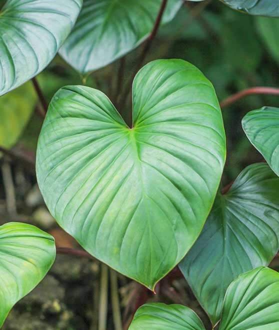 Manfaat Sugandh Mantri untuk Kesehatan: Rahasia Ayurveda