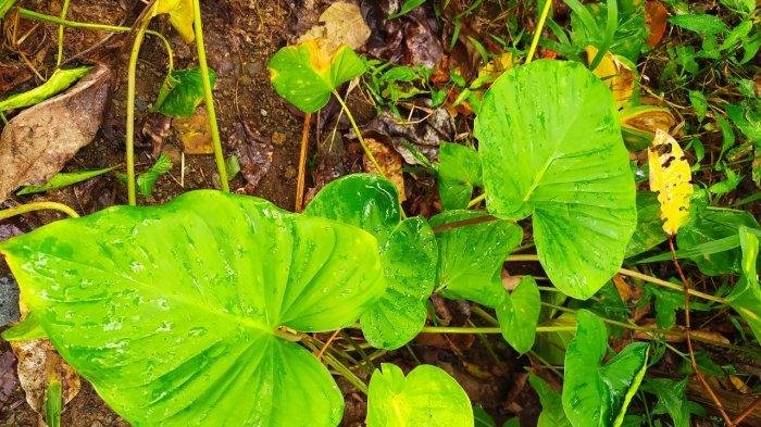 Cara Menggunakan Gandhi Root dalam Pengobatan Tradisional
