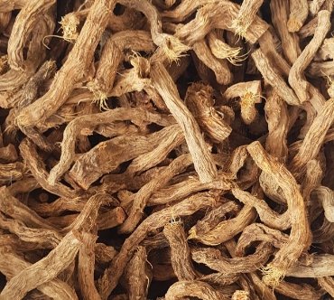 Tanaman Sugandh Mantri (Gandhi Root) untuk aromaterapi.