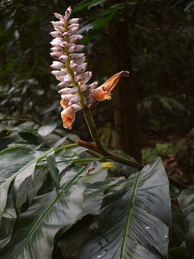 benefit of Alpinia malaccensis, plant with flowers and leaves in its natural habitat