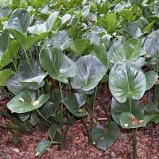 Complete Guide to Cultivating Sugandh Mantri for the Global Market