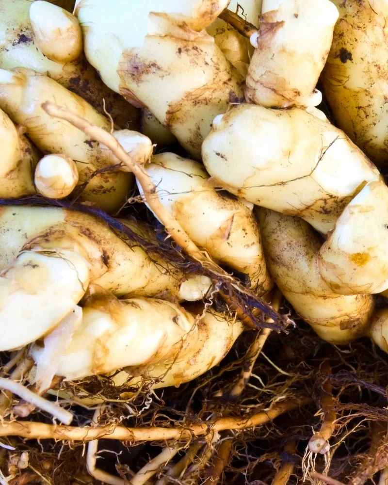 Fresh White Turmeric with many Health Benefits