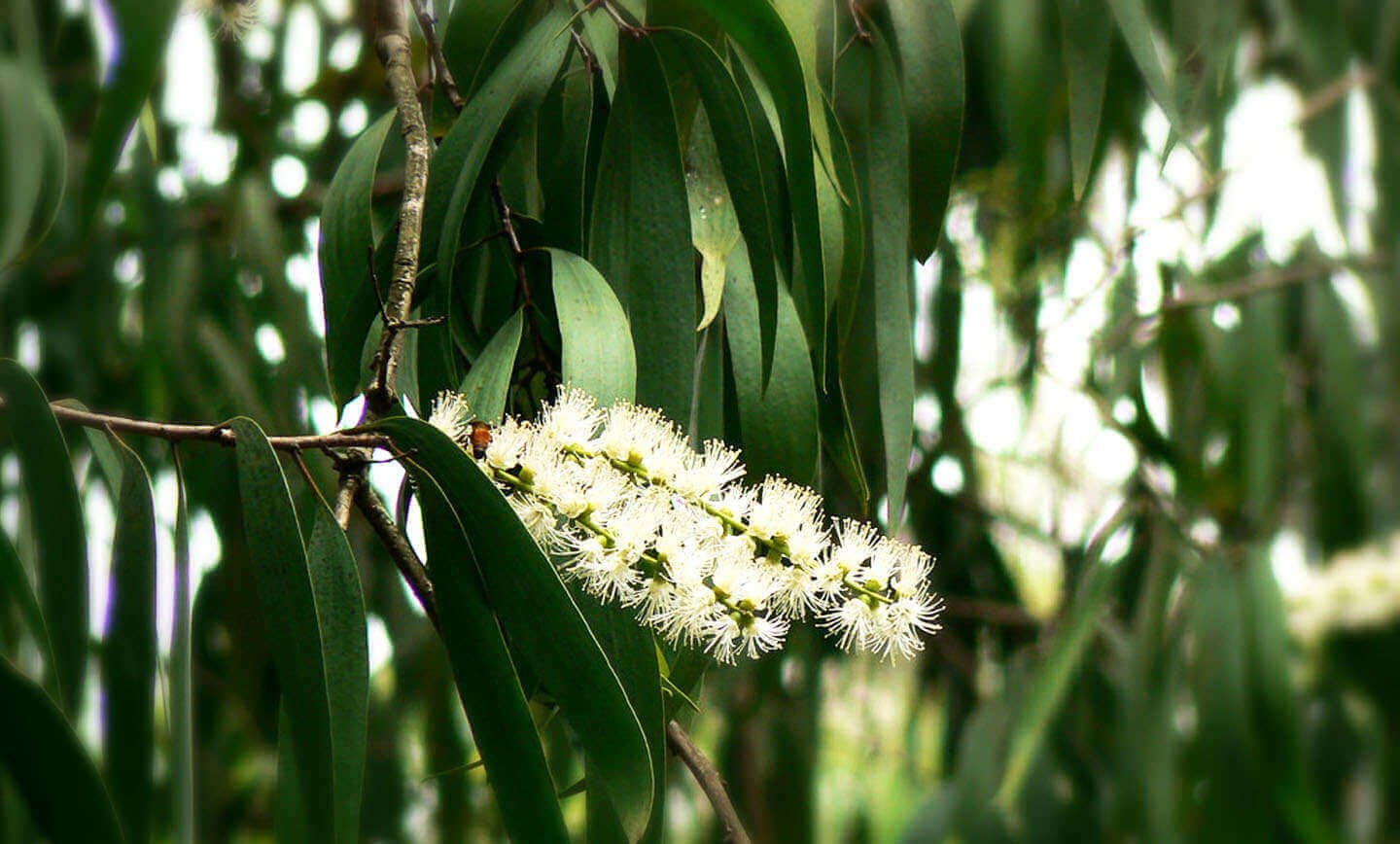 A close-up view of the cajuput tree in bloom, showcasing clusters of white flowers amid the narrow, green leaves. The background features a softly blurred foliage, highlighting the natural habitat of the cajuput in Cilacap, Central Java, Indonesia.