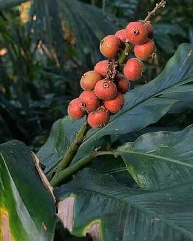 laja gowah, indonesian marvel plant