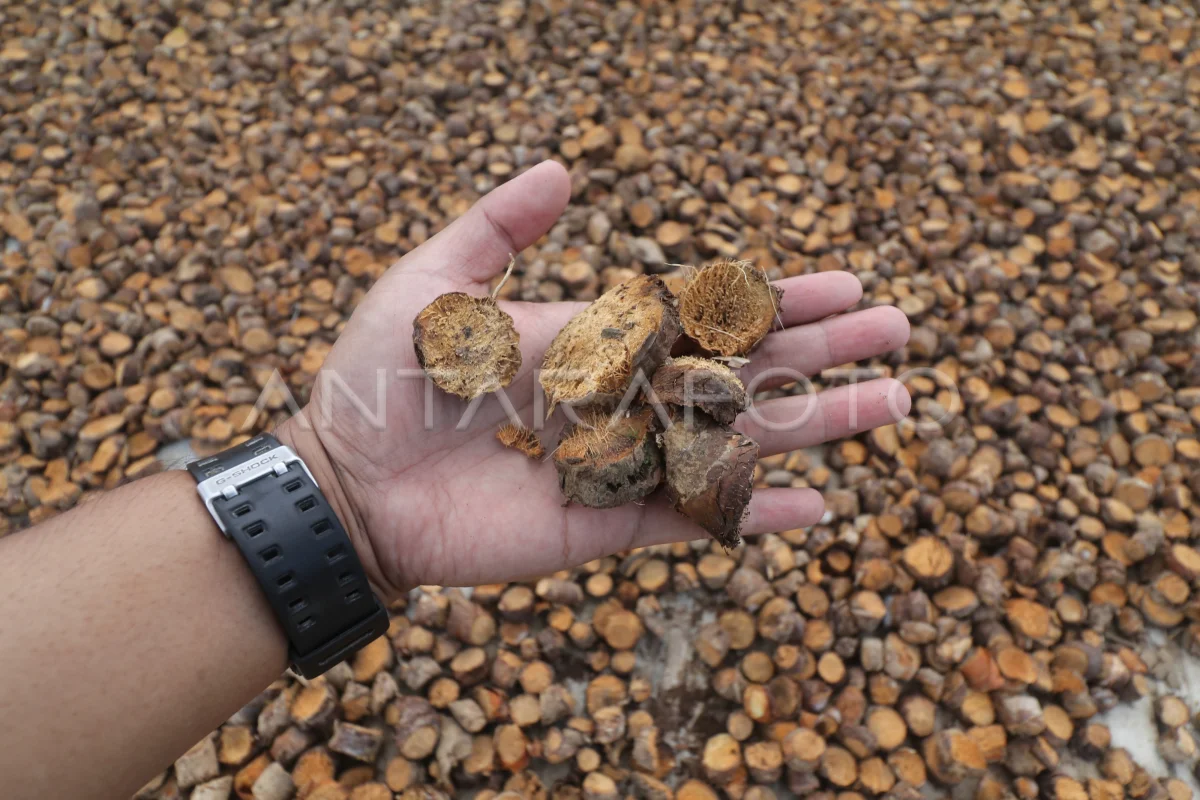 Dried Nampu is raising in demand in the global market
